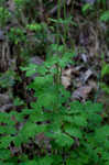 European columbine